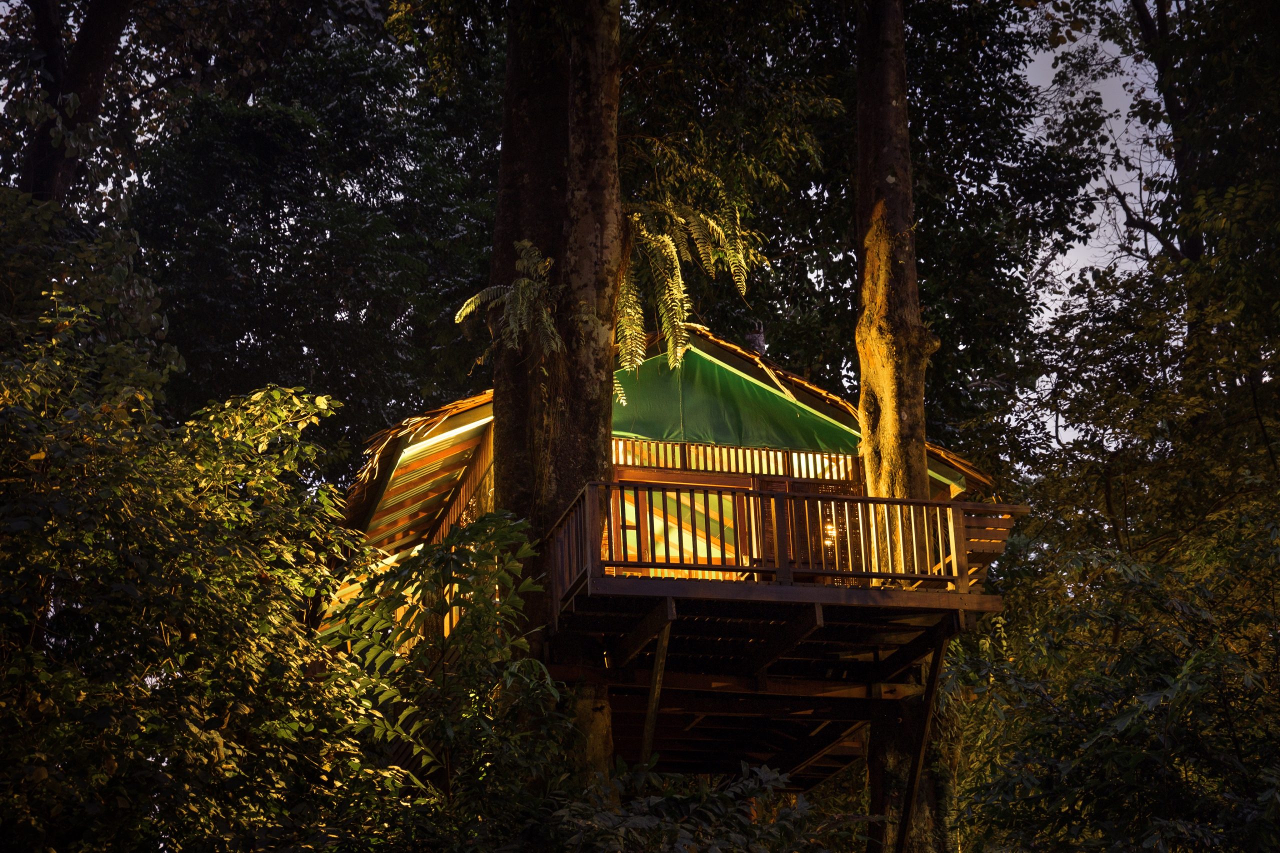 https://hb.01.axcertro.dev/wp-content/uploads/2025/09/low-angle-view-tree-house-forest-night-scaled.jpg